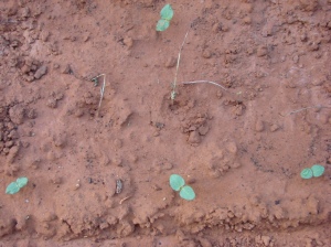 Okra seedlings, only 4 out of 6 germinated.