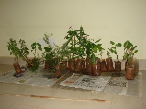 All plants bought from DoH, Hulimavu