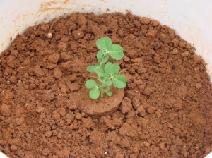 Peas seedling transplanted into container from plastic glass