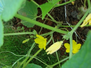 These cucumber flowers won't yield