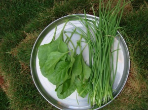 Harvest of Palak and Onion leafs