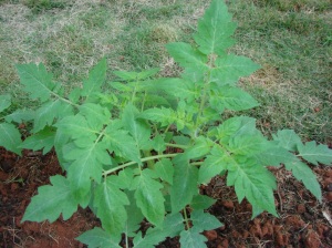 Tomato - a closer look, should start flowering soon