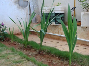 Gladiolus plants
