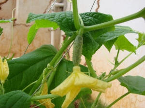 This cucumber flower comes with yield