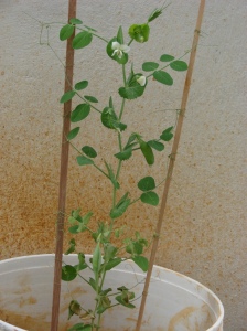Pea in a container