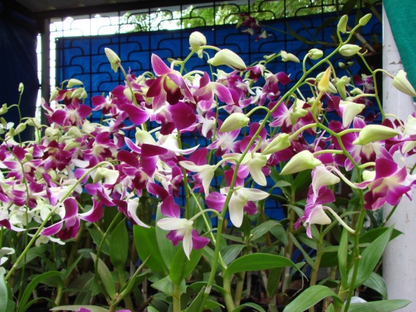 Some Orchids, plants priced at Rs. 150-300 range