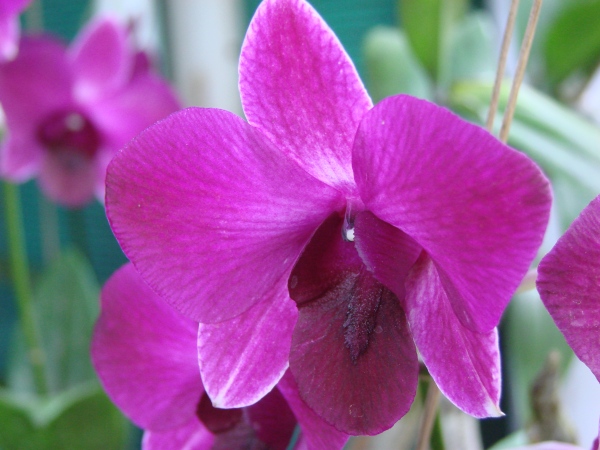 Orchids on sale