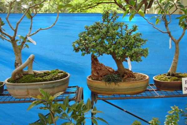 some bonsai plants