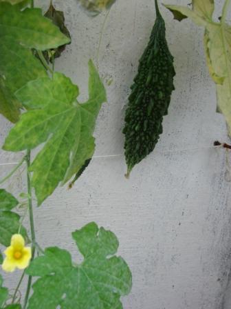 Growing veggie creepers  Organic Kitchen Gardening and my personal musings