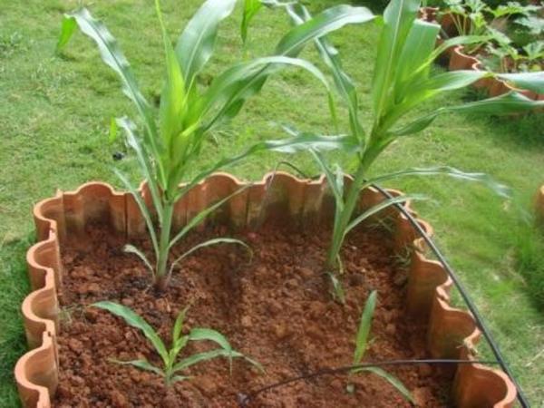 drip irrigation on corn plants